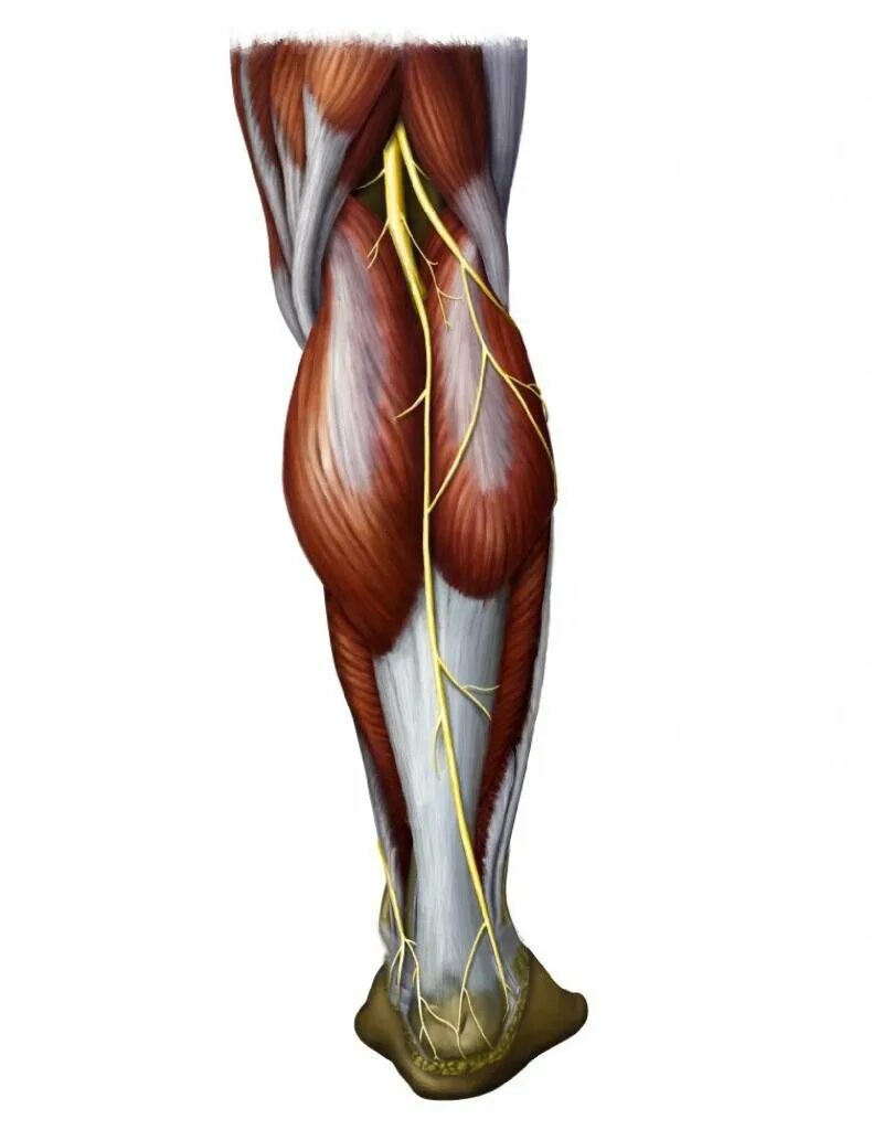 Камбаловидная мышца голени анатомия. Икроножная мышца анатомия. Икроножная мышца голени анатомия. Трехглавая мышца голени анатомия.