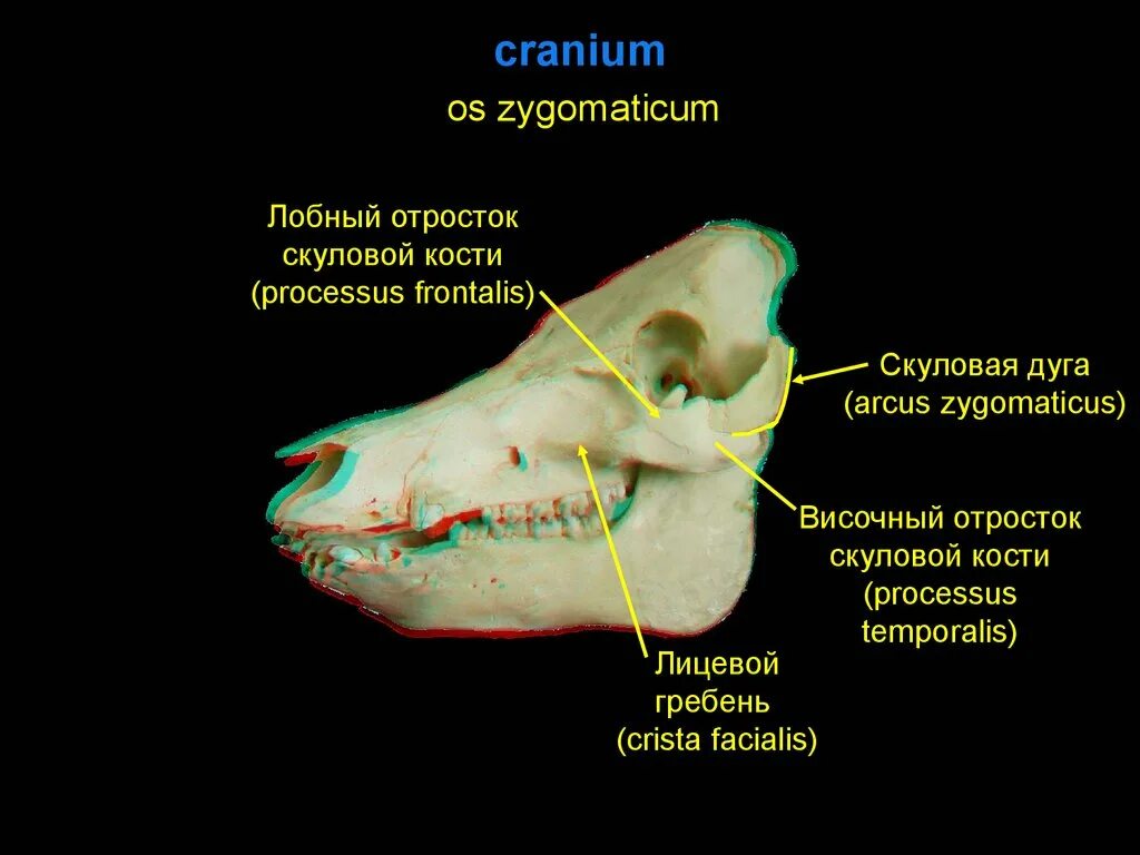 Скуловая кость анатомия животных. Скуловая кость лобный отросток. Скуловой отросток височной кости. Лоьный отрезок скуловой кости. Ореховидный гребень