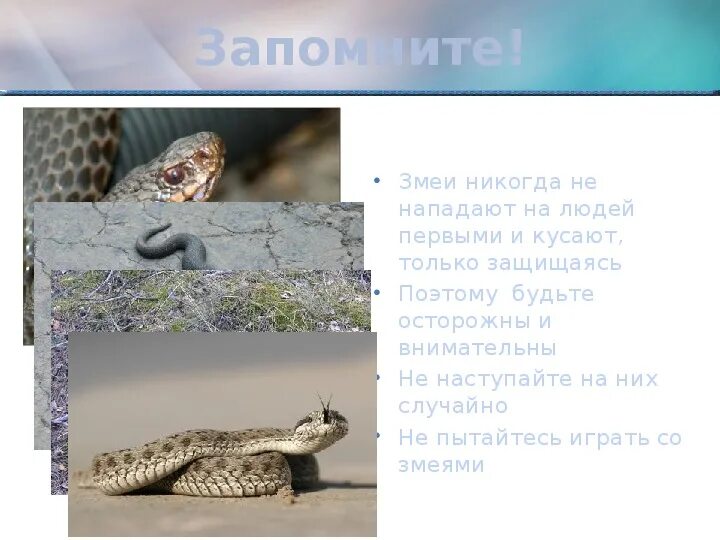 Класс Пресмыкающиеся (Рептилии). Отряд Чешуйчатые - презентация онлайн
