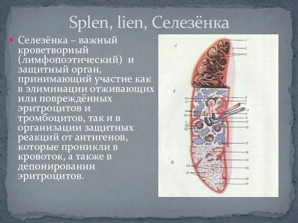 Строение селезенки животных. Селезенка строение и функции. Селезенка кроветворный орган. Можно собакам селезенку