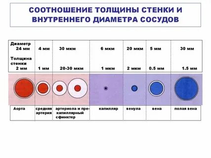 Размер организма составляет 1 10 мкм