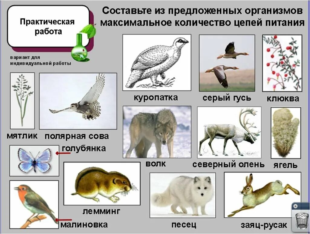 Цепи питания россии. Составление цепей питания лабораторная работа. Цепи питания в парке. Составление цепей питания лабораторная работа 11 класс. Цепи питания всех природных зон.