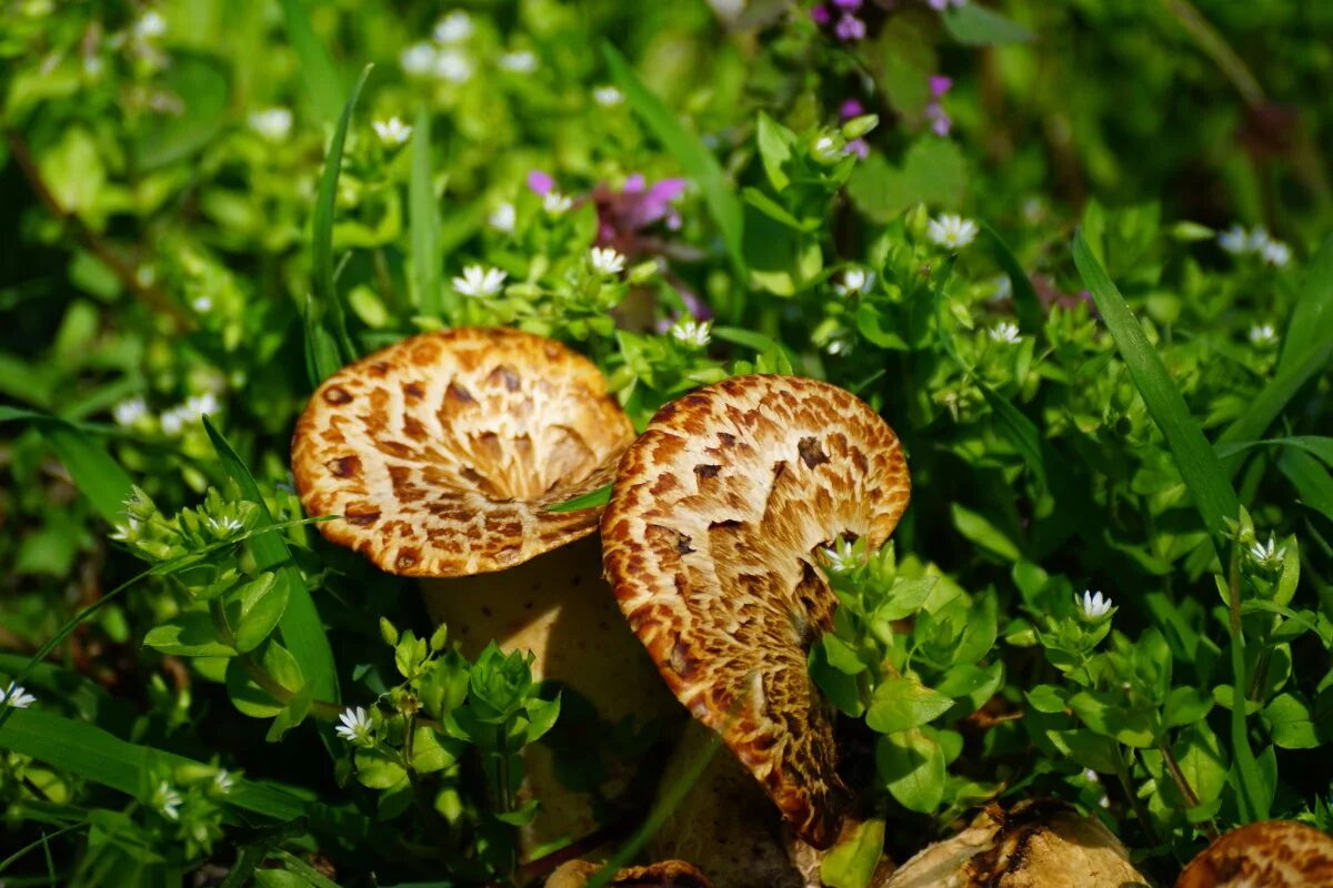 Весенние съедобные грибы фото и название. Ранние весенние грибы съедобные. Первые весенние грибы съедобные. Весенние грибы Ленинградской области. Ранние весенние грибы.
