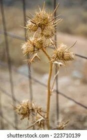 Dry plants