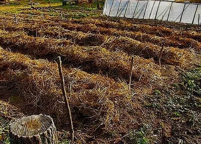 Чем укрыть лук под зиму. Мульчирование озимого чеснока. укрыть чеснок на зиму. укрытие грядок на зиму. укрываем посадки на зиму.
