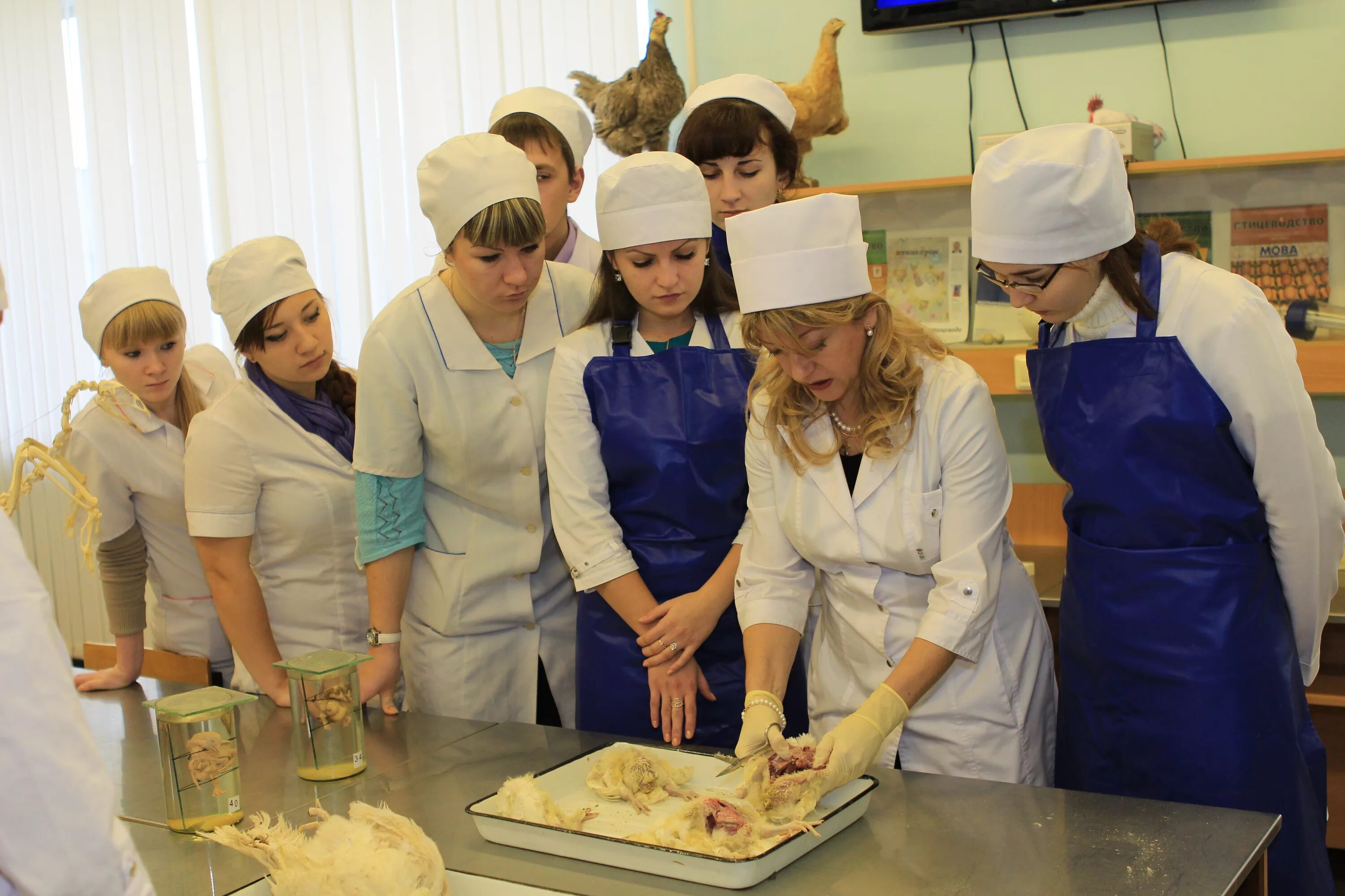 вгау ветеринарный факультет. ветеринарный институт казань. ветеринарный институт в санкт-петербурге. санкт петербургский ветеринарный институт. факультет ветеринарии.