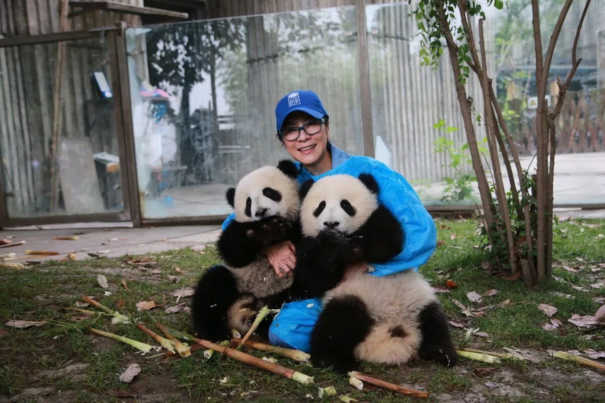 Pandas buy