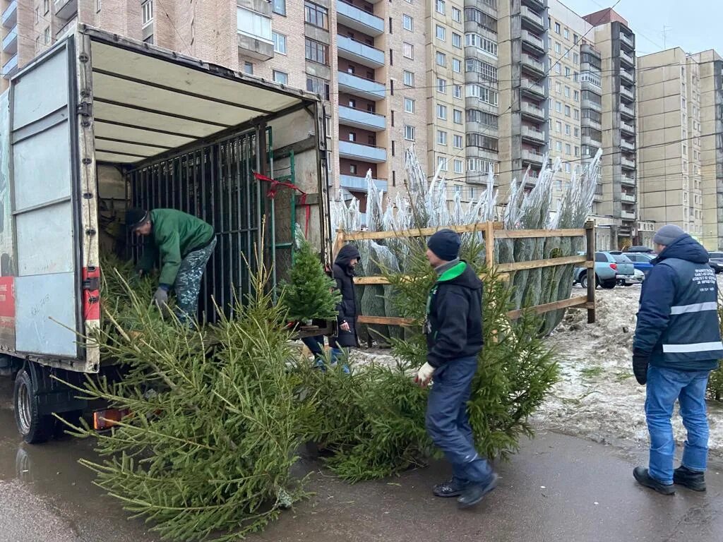 Елочный базар. Незаконный елочный базар. Елочный базар в Селятино. Елочный базар Митино. Https kio commim spb ru