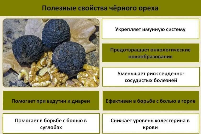Грецкий черный орех. Орех черный, juglans nigra. Чем полезен черный орех. Черный грецкий орех дерево. Орех черный индиан голд.
