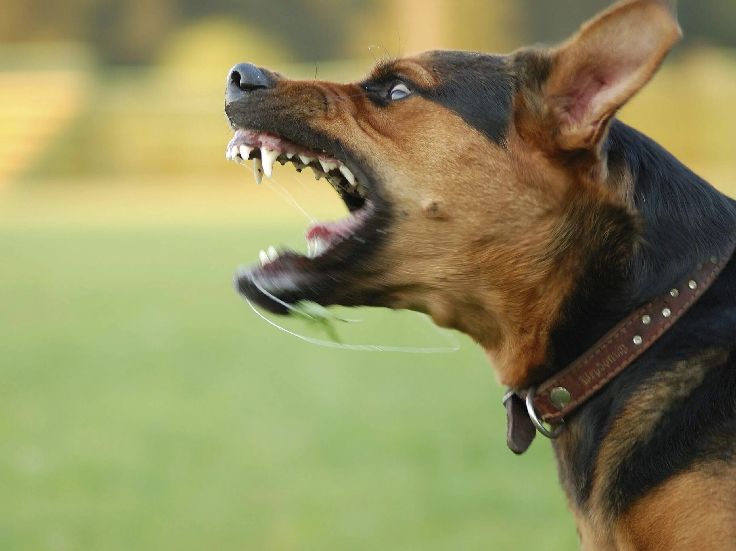 Файл:Military dog barking.JPG - Википедия