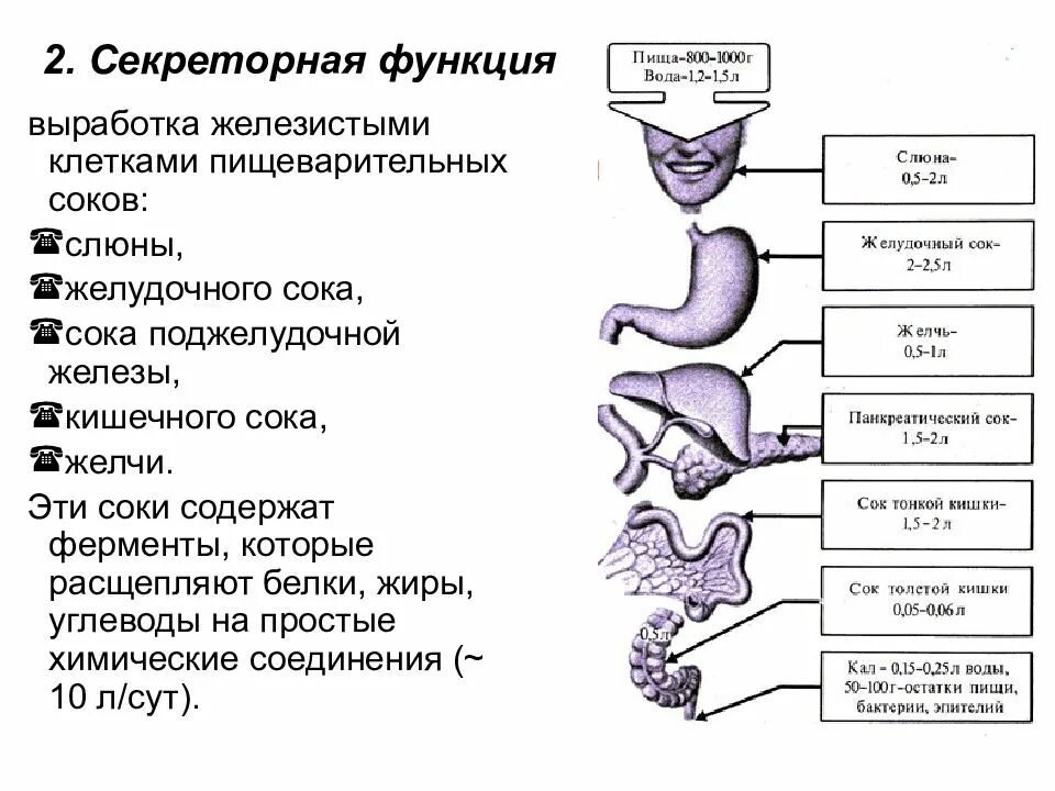 Слюна расщепляет белки. Секреторная функция пищеварительной системы органы. Пищеварительные железы, ферменты желудок. Желудочный сок физиология пищеварения. Секреторная и пищеварительная функция желудка.