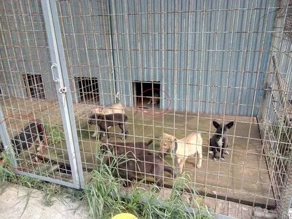 Передержка собак стоит