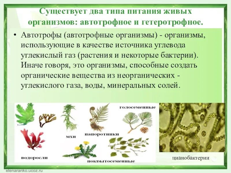 У каких организмов автотрофное питание. Живые организмы с автотрофным типом питания. Тип питания организмов автотрофный гетеротрофный. Автотрофы − организмы, использующие в качестве источника углерода.