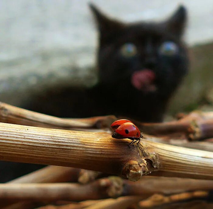 Котенок и Божья коровка. Божья коровка и черный кот. Котик с Божьей коровкой на носу. Кот сбожей коровой на носу.