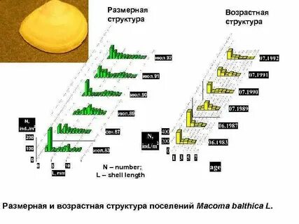 Размерная структура
