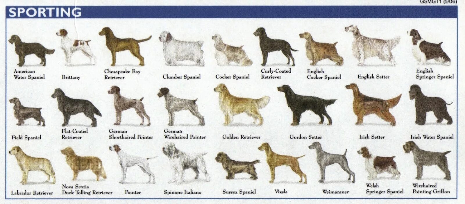 Dogs s names are. Породы собак названия. Средняя порода собак. Парди собак с фотографиями. Породы собак картинки с названиями.