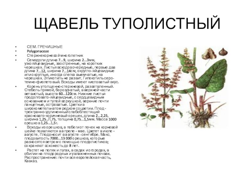 Щавель какая почва. Растение щавель туполистный. Rumex obtusifolius щавель туполистный. Щавель туполистный сорняк. Щавель туполистный (Rumex obtusifolius l.).