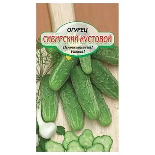 Сорта огурцы для сибири открытый грунт