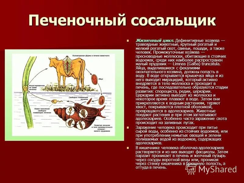 Моллюски промежуточные хозяева паразитических червей. Промежуточные хозяева паразитических червей ракообразных. Промежуточный хозяин паразита. Малый прудовик промежуточный хозяин. Промежуточный хозяин печеночного сосальщика.