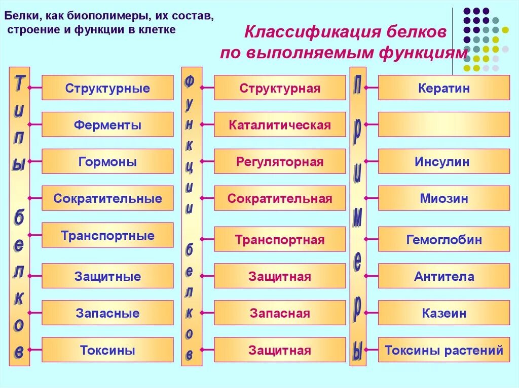 Характеристика биополимеров. Белки биологические полимеры структура. Биополимеры белки строение функции. Белки как биополимеры. Биополимеры состоят