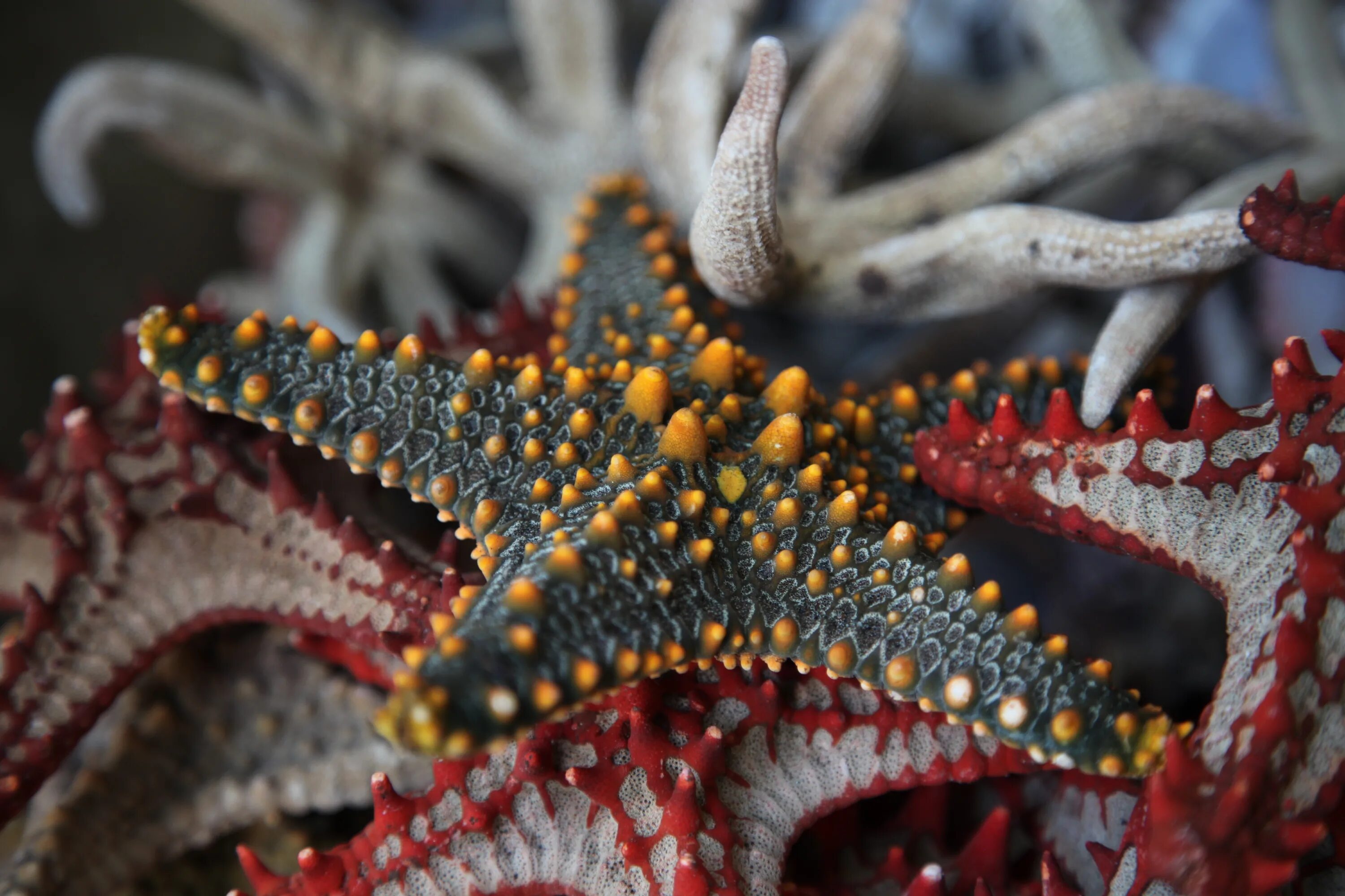 Губки моллюски. Иглокожие Echinodermata. Иглокожие морские звезды. Морская звезда Lunckia Columbiae. Морские маргаритки иглокожие.