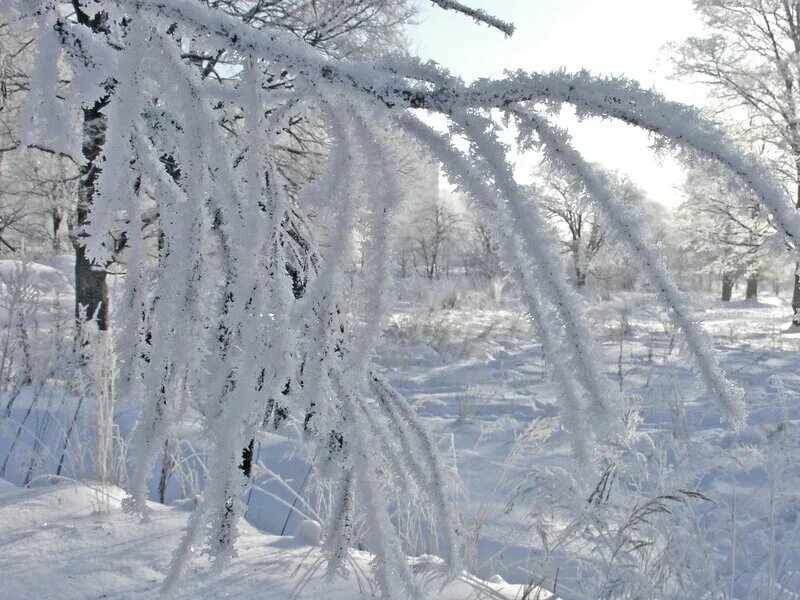 стих есенина белая берёза под моим окном. стихотворение есенина белая береза под моим окном. на пушистых ветках снежною каймой распустились кисти белой бахромой. белая берёза под моим окном принакрылась снегом то. есенин береза.