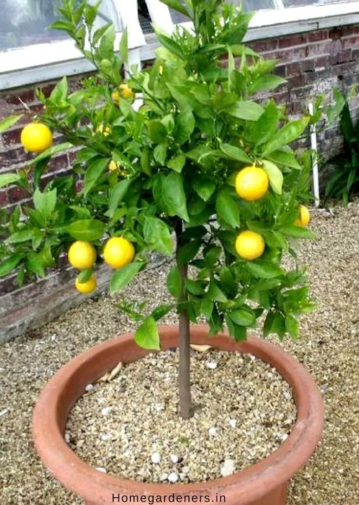 Сколько домашний лимон. Лимон Мейера куст. Лимон Мейера ремонтантный. Лимонный Мирт. Дерево лимон дичка.