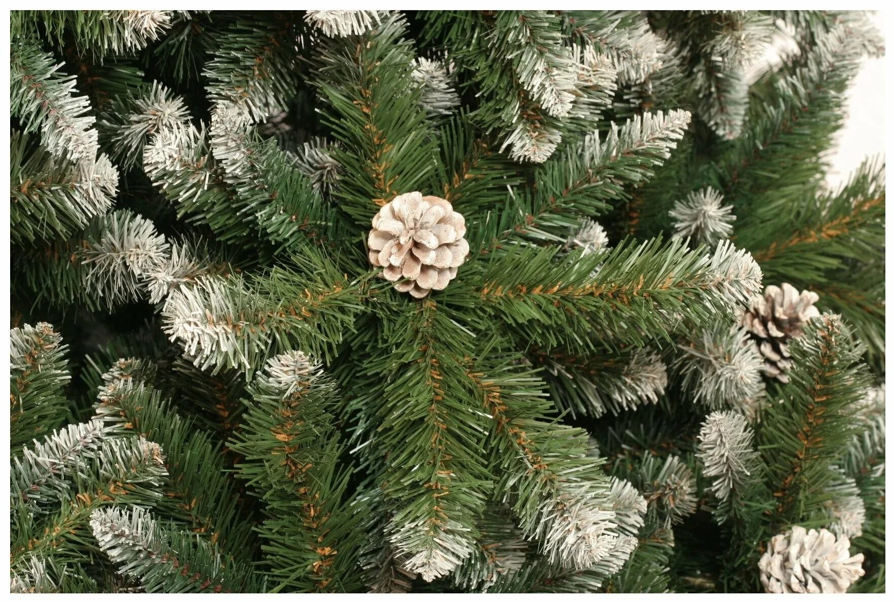 5. Царь елка сапфир 185. Царь елка ель сапфир 1. Царь елка 215. Царь елка ель ева 1.