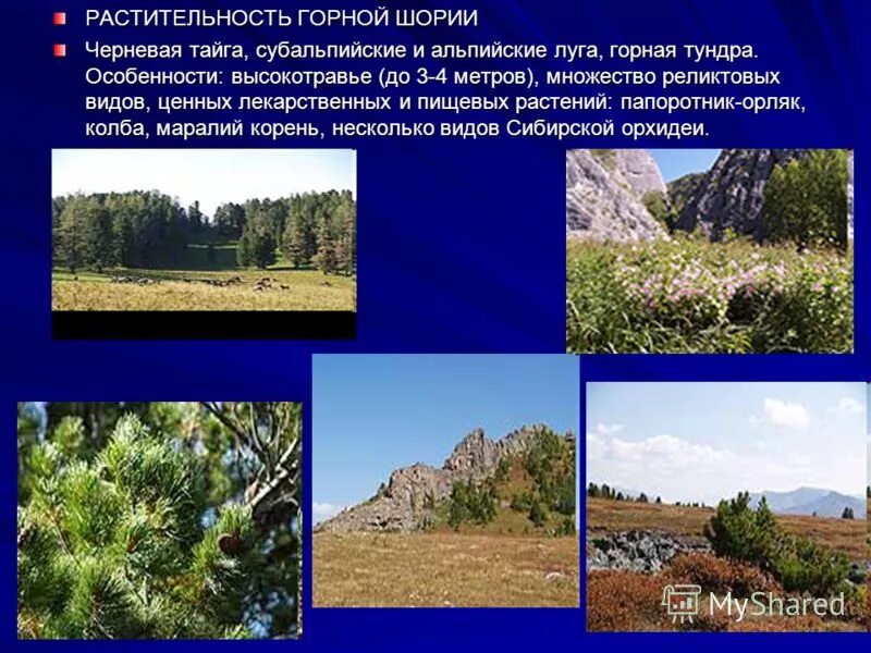 чукотка тундра цветет. какая растительность лучше тундры или тайги. тундра дальнего востока. даурская лиственница лесотундры. растительность тундры и тайги.