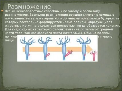 Как образуется колония кишечнополостных