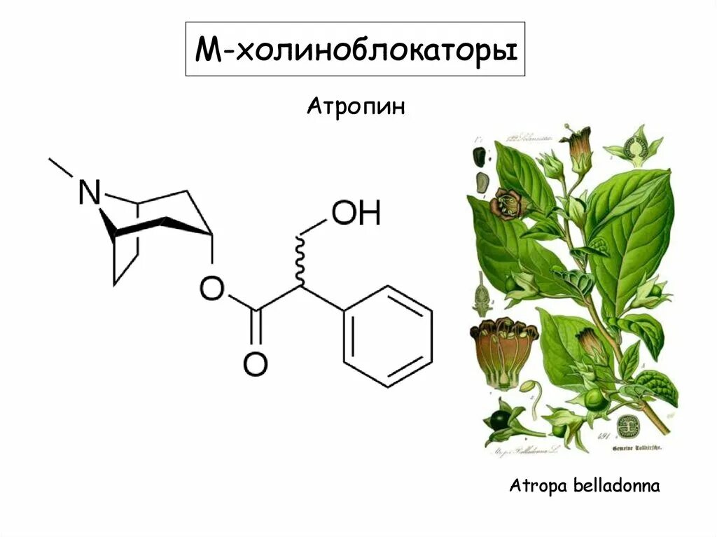 Атропин относится к группе. Атропин холиноблокатор. М холиноблокаторы атропин. Атропин белладонна. Атропин растение.