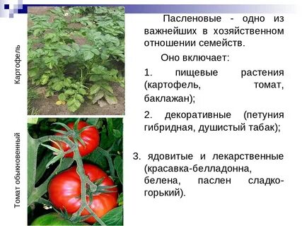 К какому виду плода относится помидор