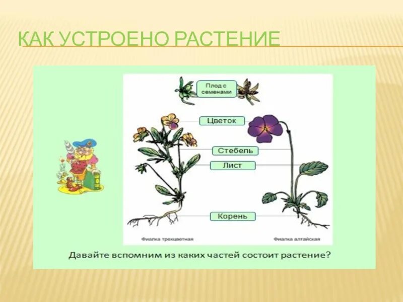 Растения первый класс. Проект по окружающему миру растения. Растения 1 класс окружающий мир. Строение растений 2 класс. Растения презентация 1 класс.