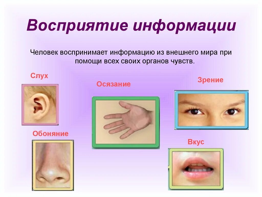 Органы чувств воспринимают информацию. Восприятие информации человеком. Человек воспринимает информацию. Способы восприятия человека. Способы восприятия информации человеком.