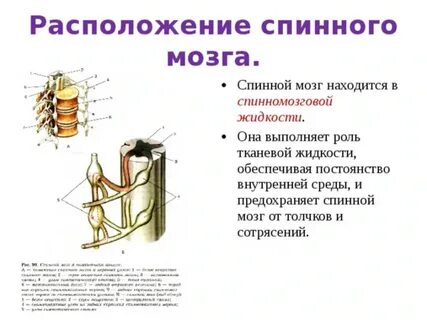 Спинной мозг находится ответ