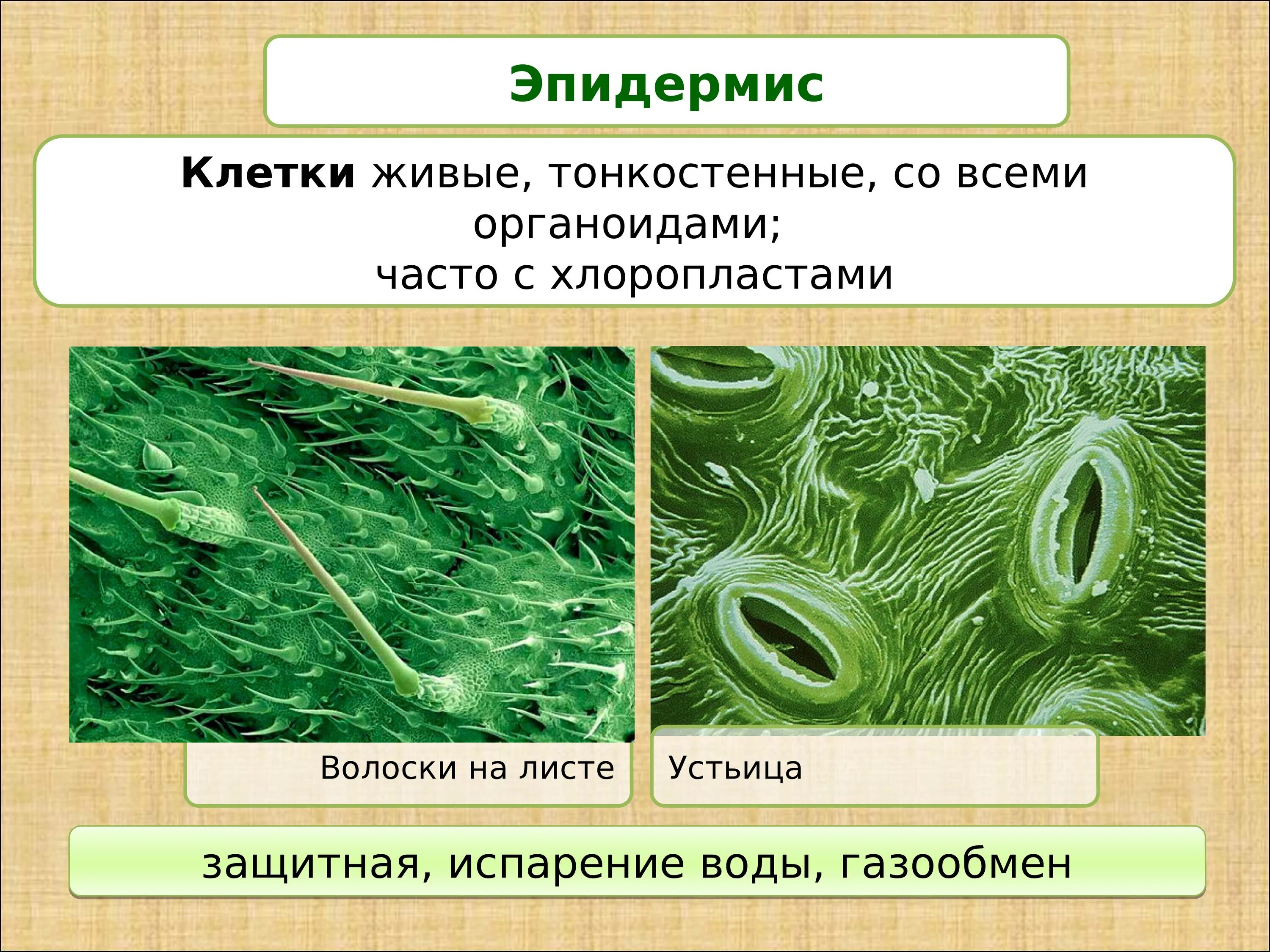 Хлоропласты листа герани. Эпидермис растений. Клетки эпидермиса растений. Строение эпидермиса растений. Форма клеток эпидермиса растений.