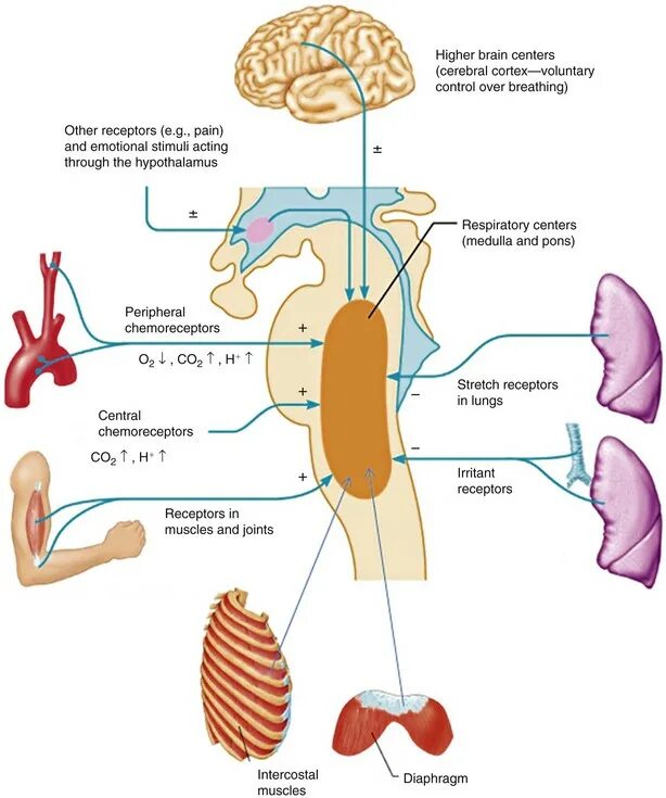 High brains. Ирритантных рецепторов легких. Respiratory Center. Ирритантные рецепторы и их влияние на дыхательный центр. Peripheral Respiratory chemoreceptors.