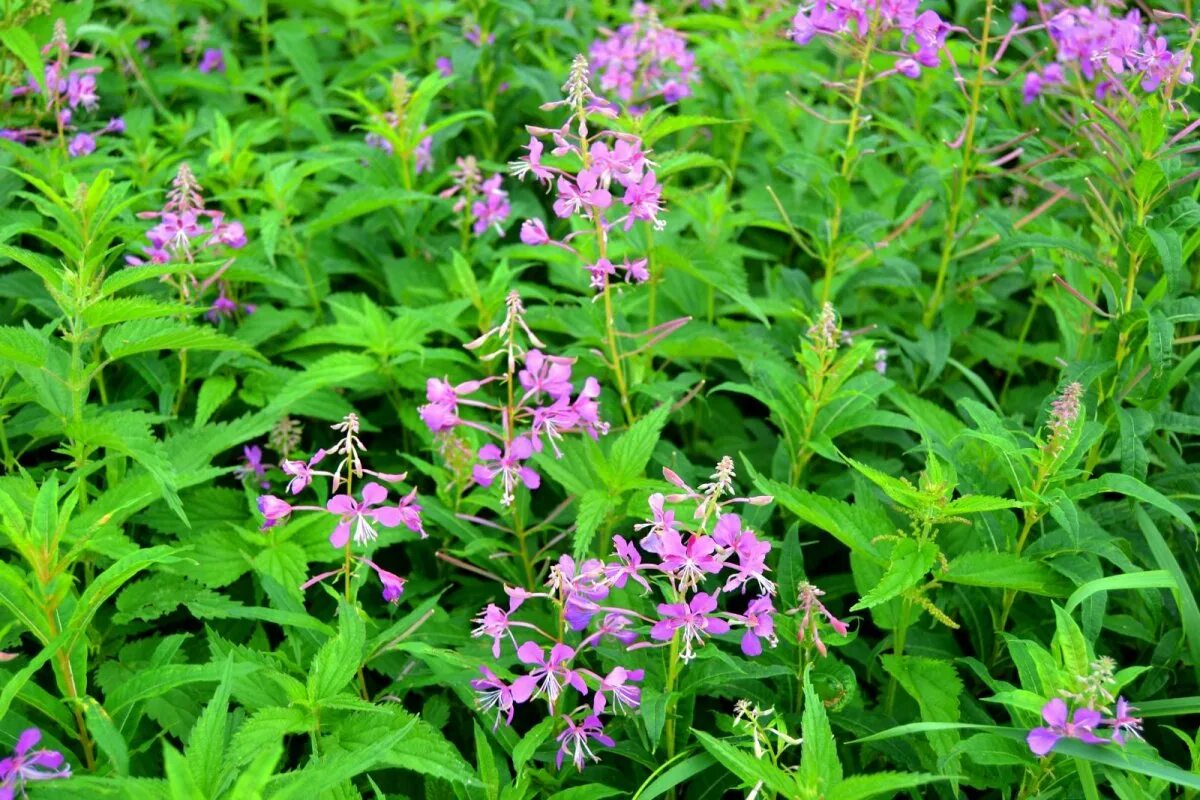 Инок киприан бурков герой советского. Отец киприан бурков. Киприан трава. Отец киприан бурков. Инок киприан бурков.