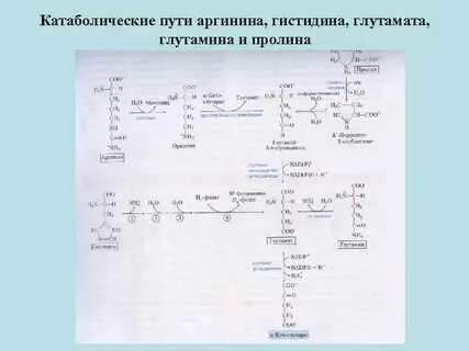 Особенности обмена и роль аргинина