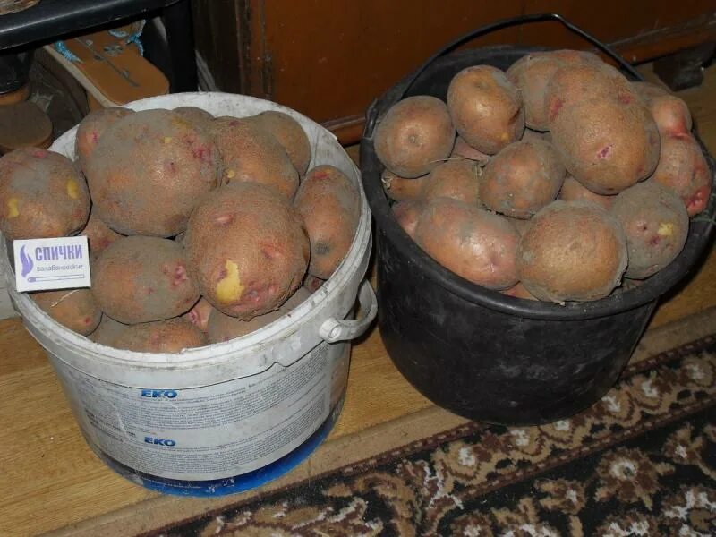 Чтобы картошка не разваривалась. Сорт картофеля разваривающегося. Сорт картофеля капуцин. Сорт картофеля разваривающегося. Сорт хибинский ранний картофель.