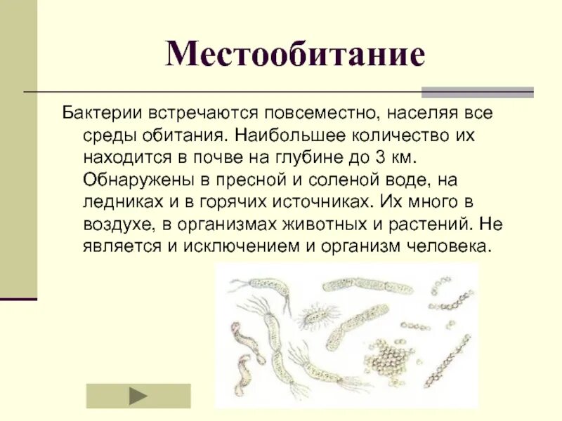 Бактерии обитают. Места обитания бактерий. Среды жизни бактерий. Среда обитания микроорганизмов. Общая характеристика бактерий 7 класс биология презентация