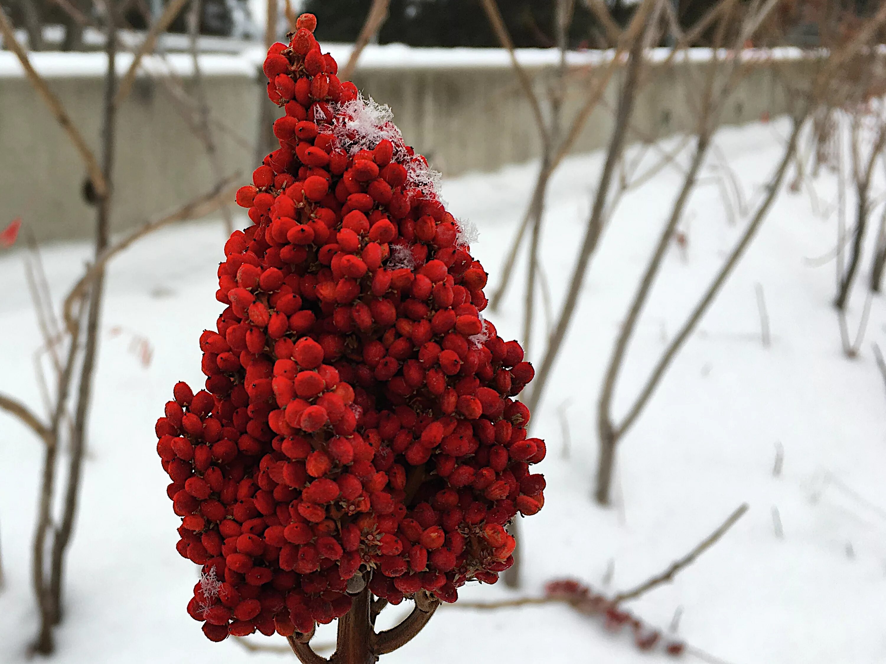 Кусты зимой. Кустарники зимой. Зимние кусты. Зимний кустарник. Кусты зимой.