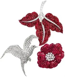 Andrea van cleef