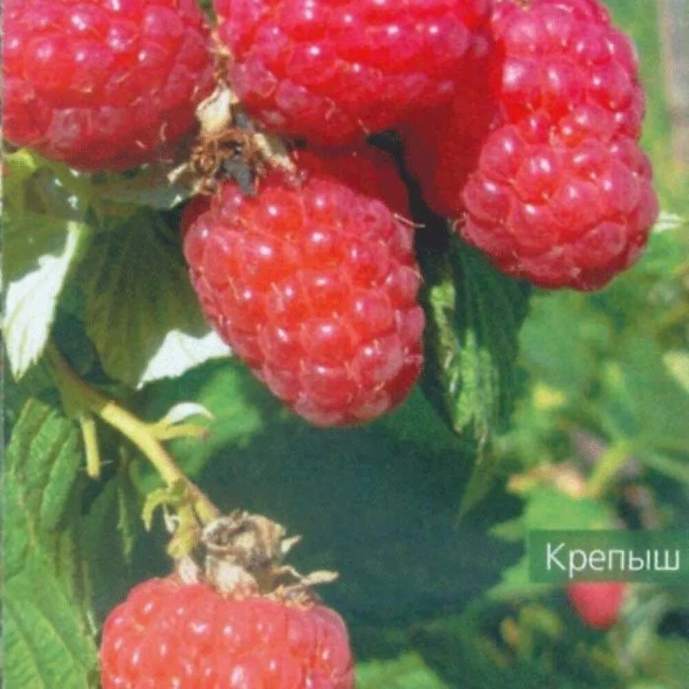 Малина крепыш фото и описание. Штамбовая малина крепыш. малина крепыш малиновое дерево. саженцы малина крепыш. сорт малины крепыш.