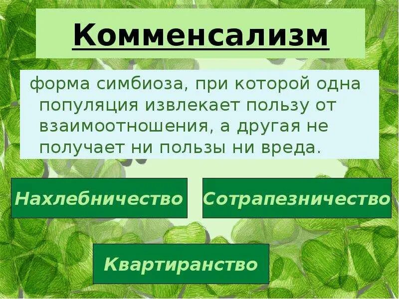 Результат совместного существования животного и репейника