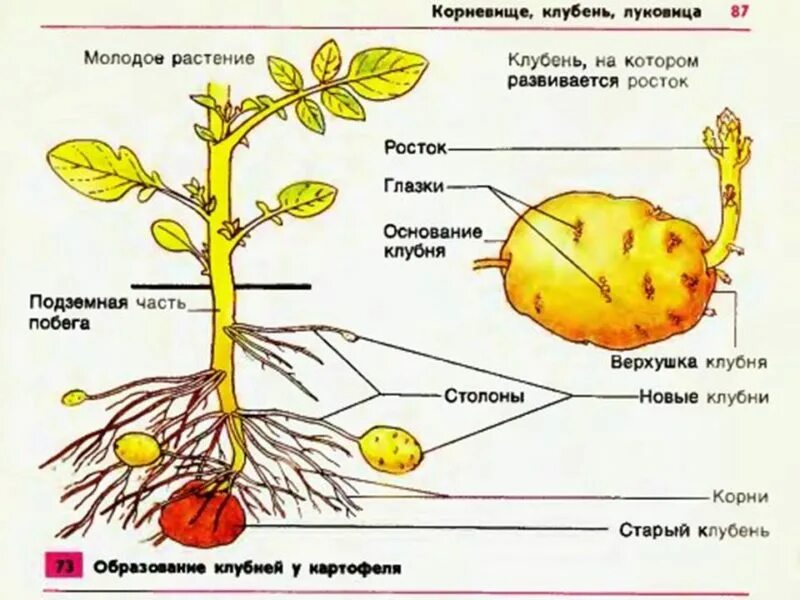 Докажите что корневище растений является побегом. Клубень картофеля подписать части. Строение корневища картофеля. Строение стебля картофеля. Схема картофеля биология.