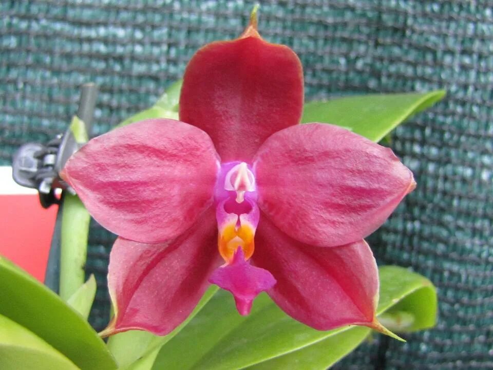 Coral bear. Phal Lyndon. Mituo Sun x Lyndon Coral Grosbeak. Phal.Lyndon Coral Reverie. Phal.Lyndon Waltz Mituo#1.