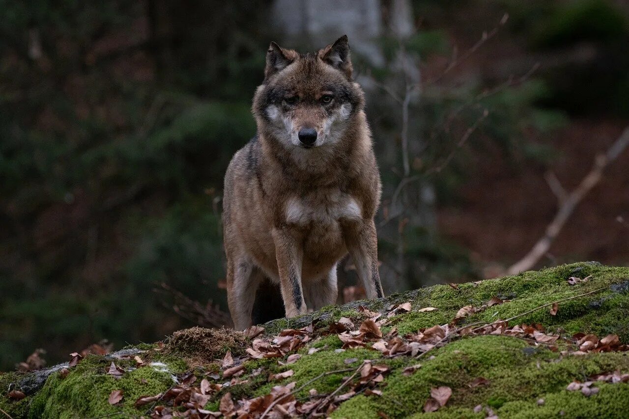Серый волк хищники. Волк в лесу. Хищный волк. Красивый волк в лесу. Лес Волков.