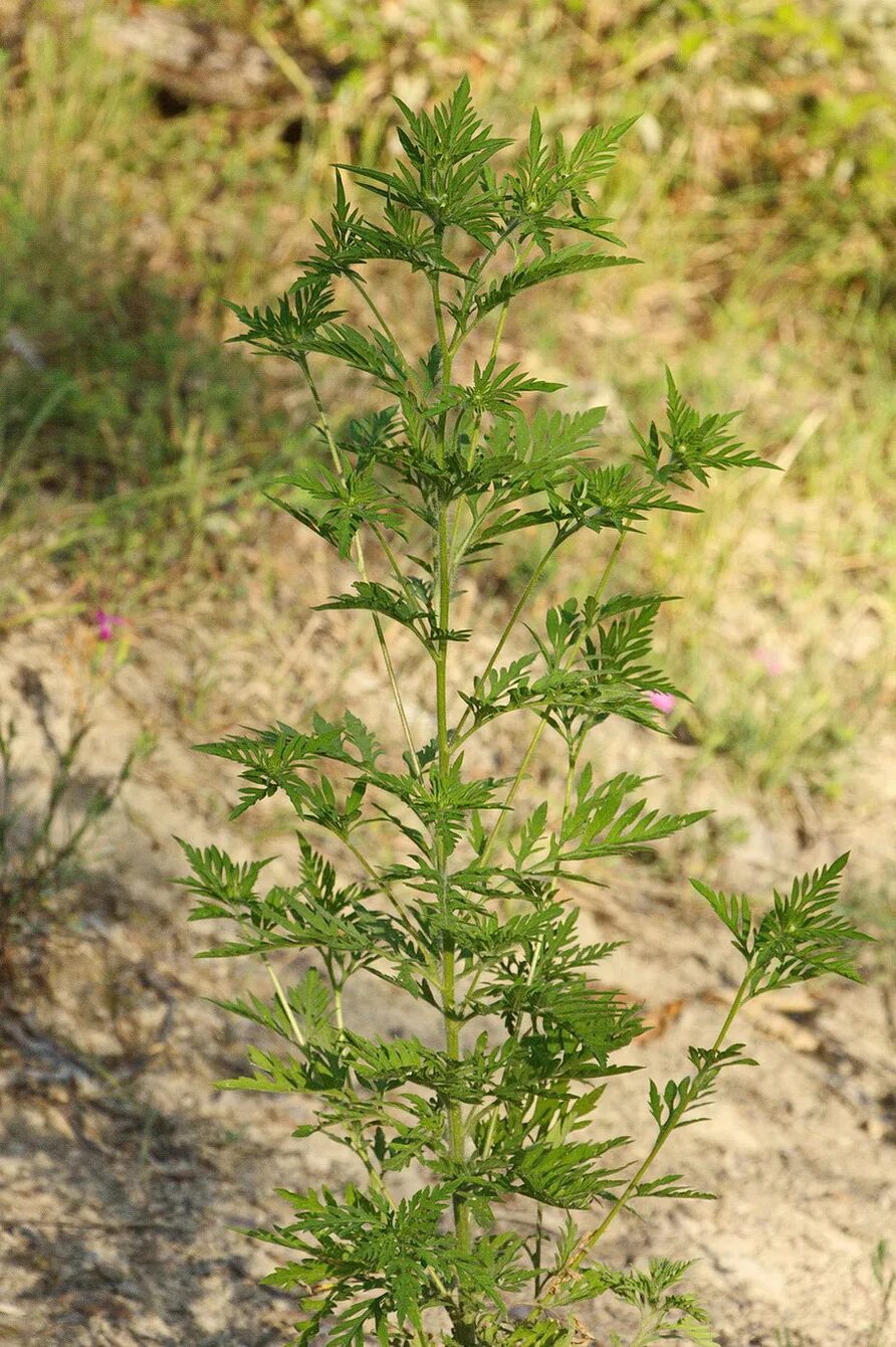 Амброзия полыннолистная. Ambrosia trifida l. Амброзия растение таксоны растений. Амброзия растение таксоны растений. Трава амброзия.