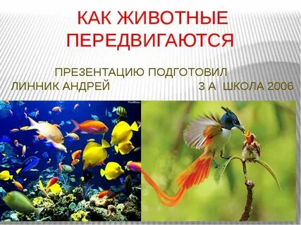 С помощью чего передвигаются животные